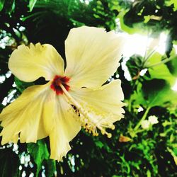 Close-up of yellow flower