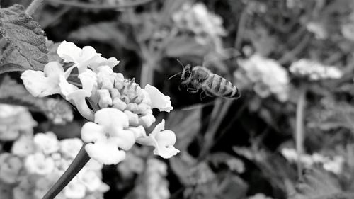 Close-up of honey bee on flower