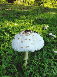 Close-up of mushroom on field