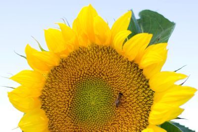 Close-up of sunflower