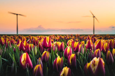 Close-up of fresh tulips on field against sky during sunset