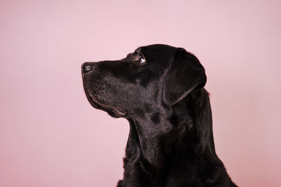 Close-up of a dog looking away