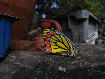 Close-up of butterfly