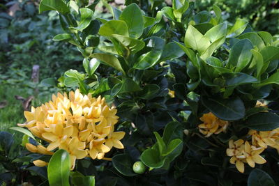 Close-up of yellow flowering plants