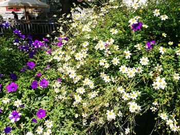 Purple flowering plants in garden