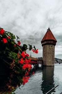 Red flowering plants by lake and building against sky