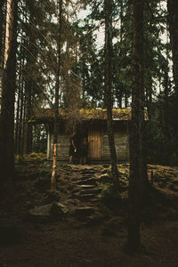 Trees in forest