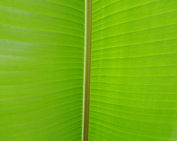 Full frame shot of green leaf