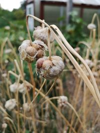 Close-up of wilted mushroom growing on field