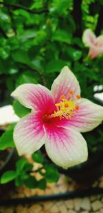 Close-up of pink flower