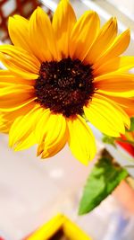 Close-up of sunflower