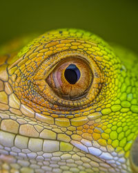 Reptile Iguana