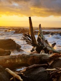 Driftwood on wooden posts on beach against sky during sunset