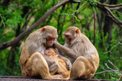Monkeys sitting in a forest
