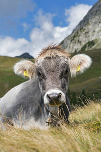 Close-up of cow on field against sky