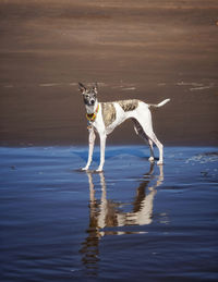 High angle view of dog in water