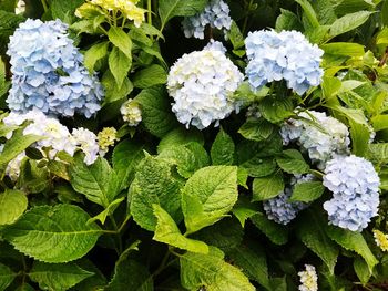 High angle view of white flowering plants