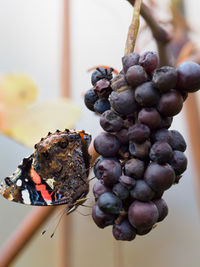 Close-up of grapes with butterfly