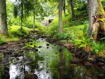 Stream amidst trees in forest