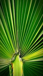 Close-up of palm leaf