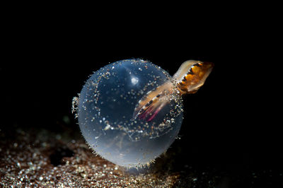 Close-up of jellyfish swimming in sea