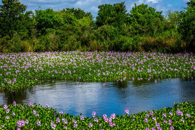 Flowering plants by lake against trees