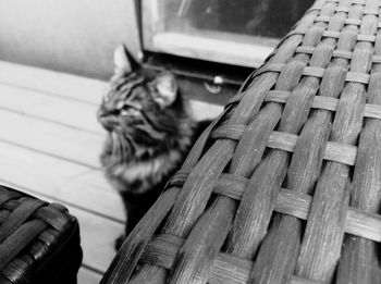 Close-up of cat in basket