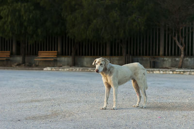 Dog looking away in city