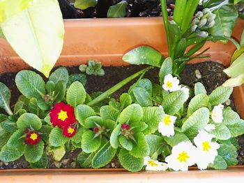 Close-up of potted plant