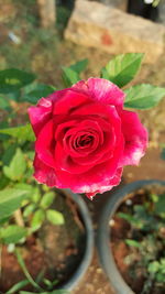 Close-up of pink rose