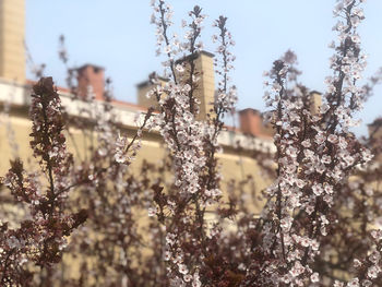 Low angle view of cherry blossom against sky