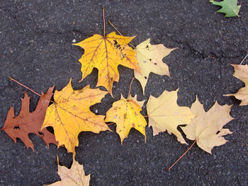 Fallen leaves on road