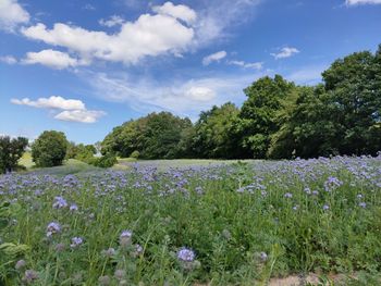 Scenic view of flowering plants on field against sky