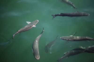 High angle view of fish swimming in lake