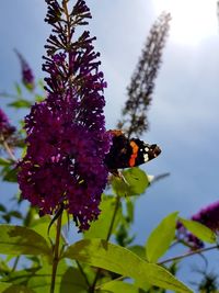 Close-up of butterfly pollinating on flower