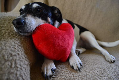 Close-up of dog resting on rug at home