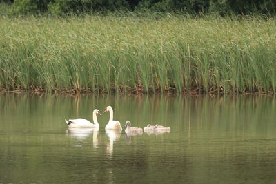 Swans in a lake