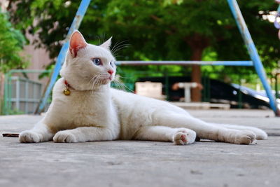 Close-up of a cat looking away