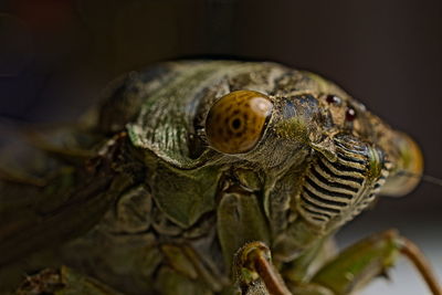 Close-up portrait of a cicada