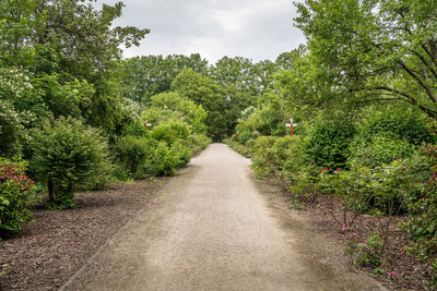 Road amidst trees against sky