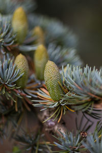 Fresh fir cones