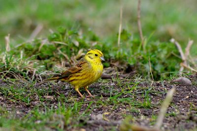 Close-up of bird perching on a field