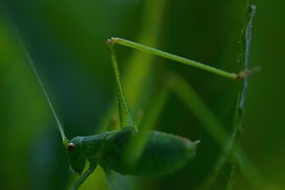 Close-up of insect on leaf