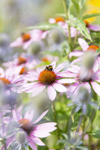 Pink flowers, close-up