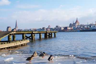 Birds on river by city against sky