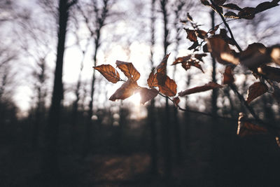 Close-up of leaves on tree during autumn