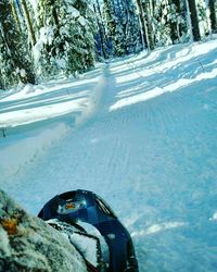 Low section of person on snow covered trees