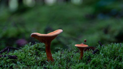 Close-up of mushroom growing on field