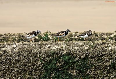 Close-up of birds perching on wall