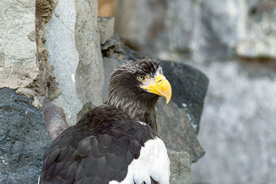 Close-up of eagle on rock